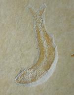 Leptolepides sprattiformis (BLAINVILLE 1818) - Bild &copy; FossNet FossilienStore